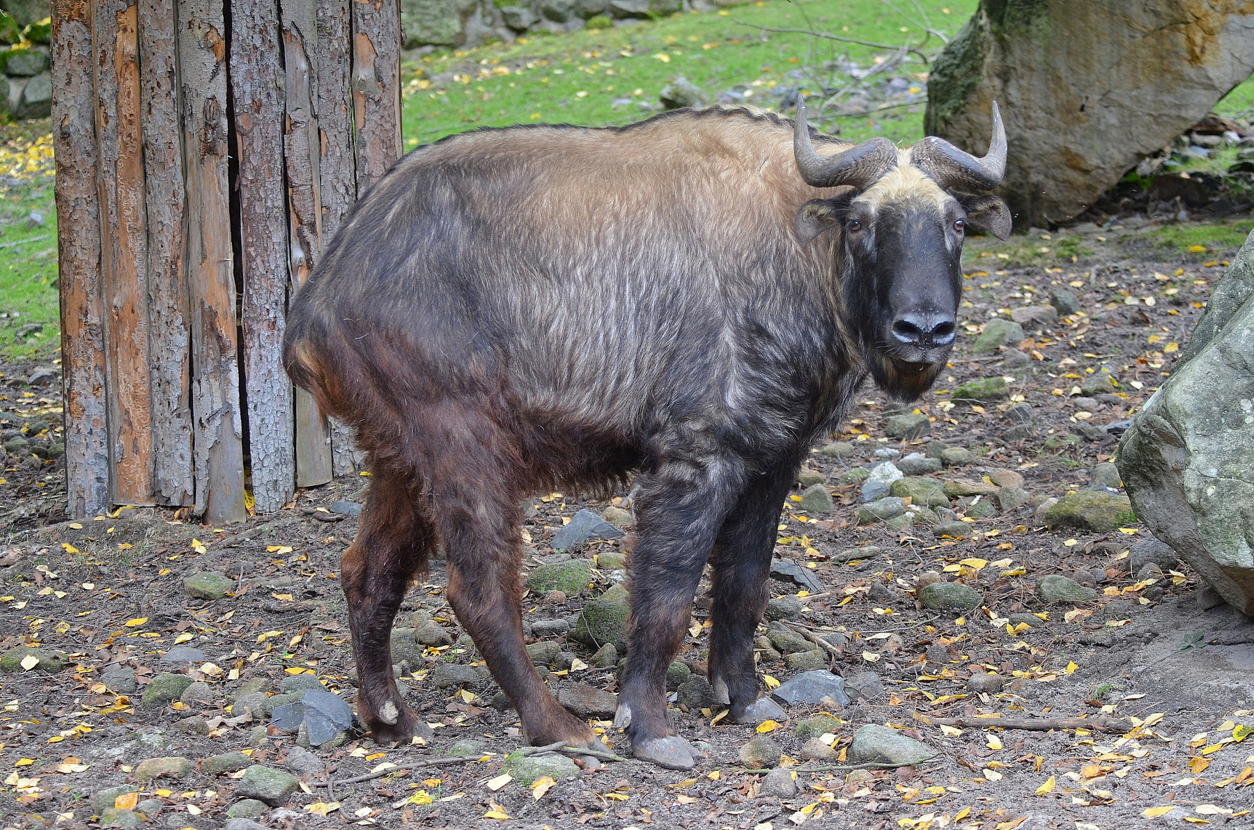 ZOO D���N
