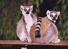 Lemur kata 
(klikni pro zvten)