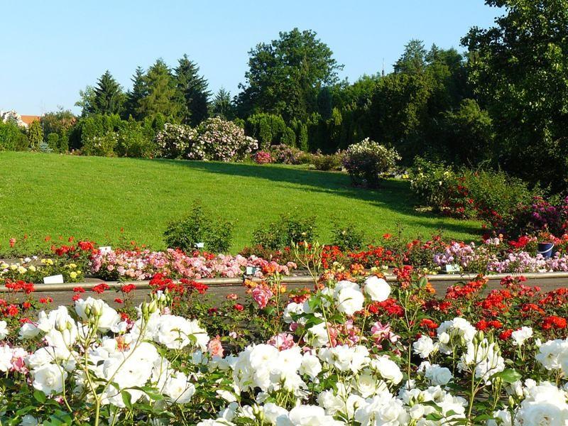 Rosarium - Botanick zahrada